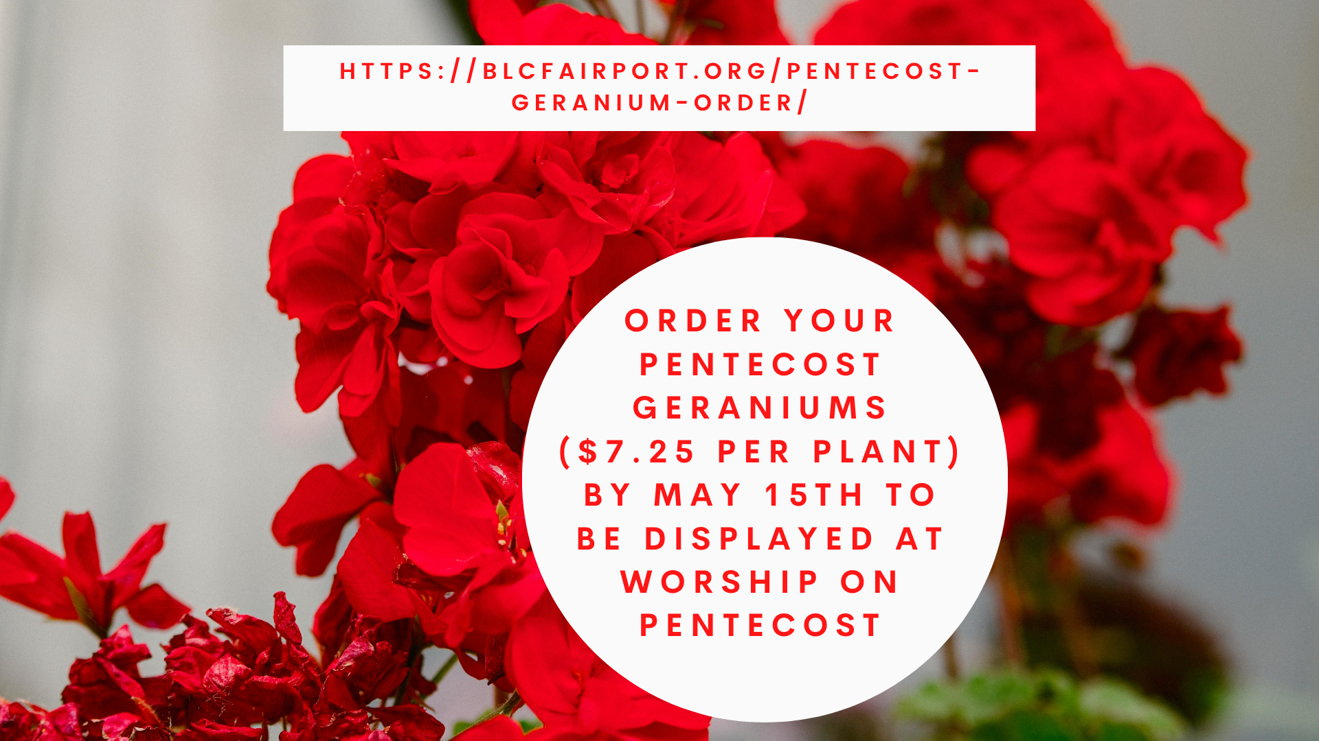 Red geraniums form a vibrant background with a white circle overlay announcing Pentecost geraniums (.25/plant) order by May 15 for worship on Pentecost.